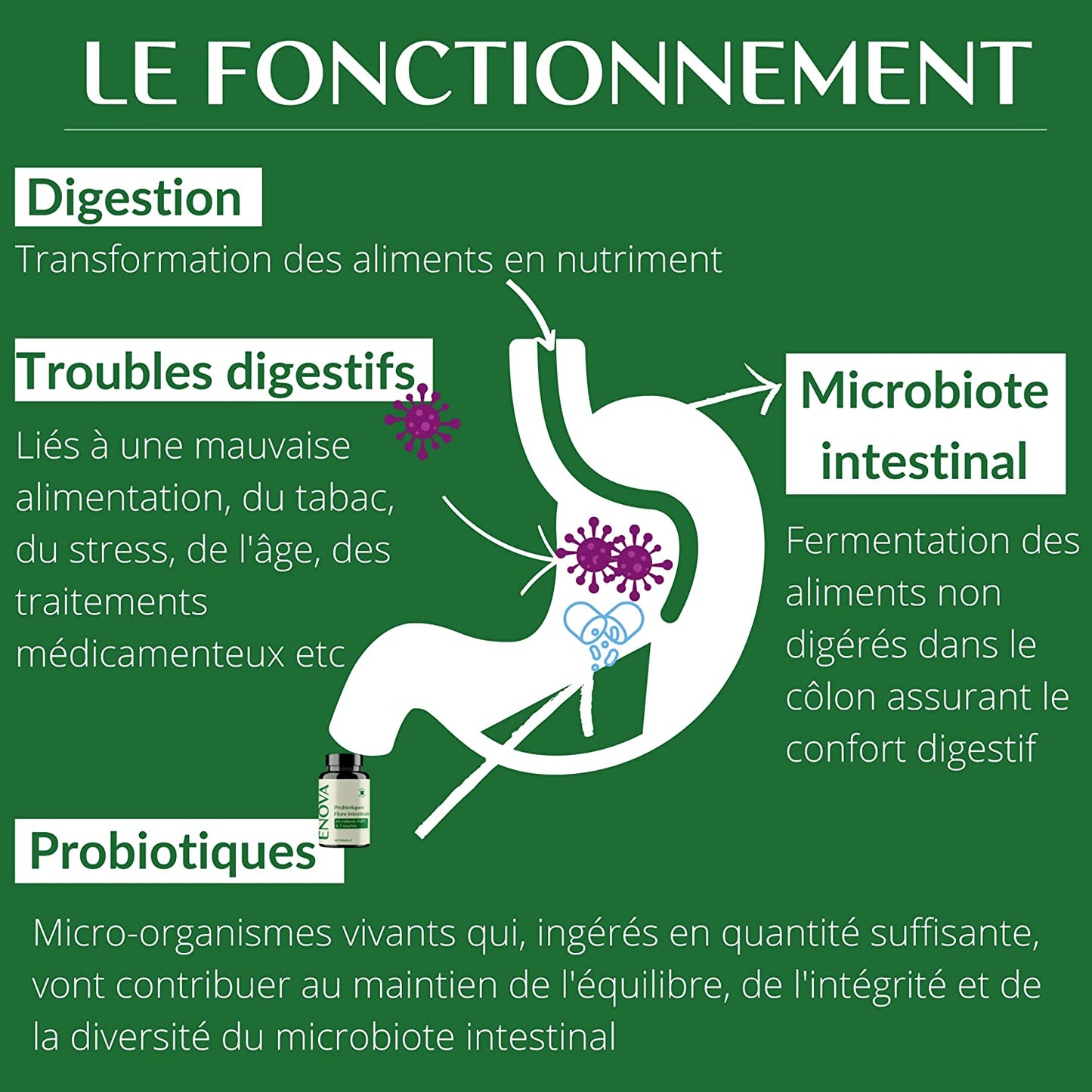 PROBIOTIQUE FLORE INTESTINALE - 7 Souches de Bactéries avec Lactobacillus & Bifidobacterium